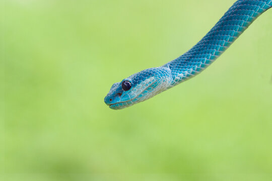 Close-up side view of the head of a Blue viper snake (Trimeresurus insularis) against a green background, Indonesia