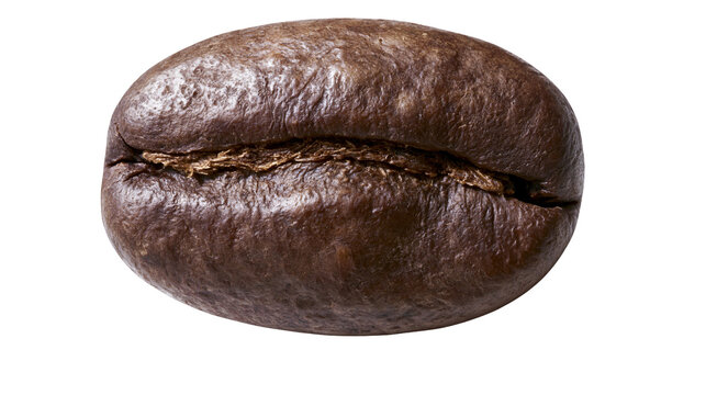 Dark roasted coffee bean with visible texture and crease