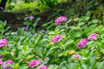 Fototapeta premium アジサイの花 昼間 / Hydrangea Flowers in Daylight