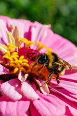 Bumblebee gathering nectar on bright pink zinnia flower close-up, macro photography © glebantiy