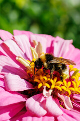 Bumblebee gathering nectar on bright pink zinnia flower close-up, macro photography © glebantiy