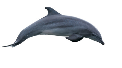 Dolphin swimming with grey skin and fins © Andrei