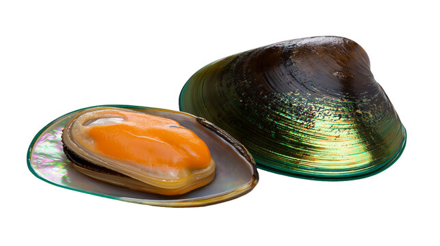 Fresh opened mussel with orange flesh and closed shell