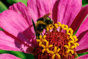 Bumblebee gathering nectar on bright pink zinnia flower close-up, macro photography © glebantiy