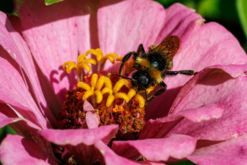 Bumblebee gathering nectar on bright pink zinnia flower close-up, macro photography © glebantiy