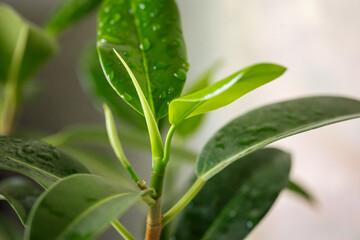 Close-up photograph of young ficus leaves with fresh water droplets captured in soft natural light emphasizes healthy growth, vibrant color, and botanical beauty for premium commercial use © abramov_jora