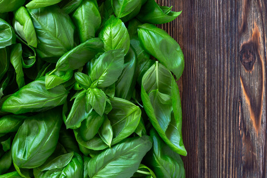 Fresh Basil on Wooden Table.