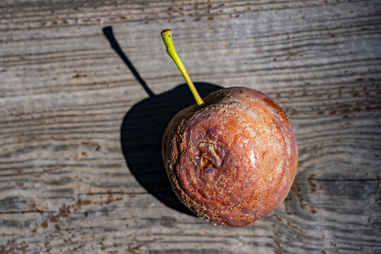 Top view of rotten wrinkled apple on wooden background. Closeup flat lay shot of single spoiled rotten apple with wrinkled skin casting harsh dark shadow on an old grey wooden table