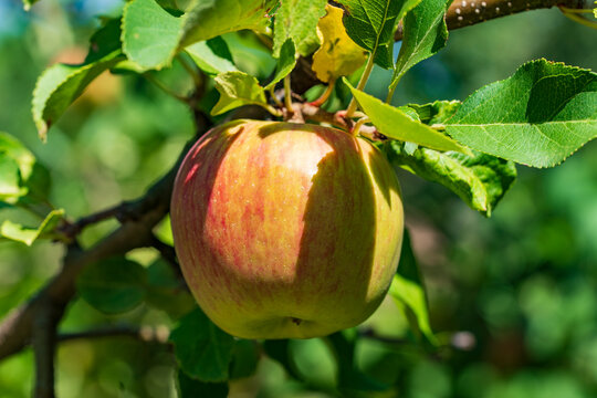 Ripe red and yellow apple hanging on tree branch. Closeup side view of fresh organic Honeycrisp apple growing on branch surrounded by green leaves in sunny orchard garden
