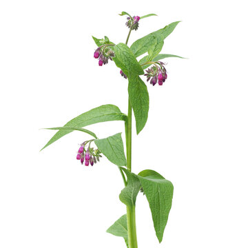 Comfrey fresh plant with flowers and leaves isolated on white, Symphytum officinale