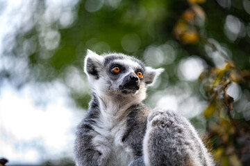 Fototapeta premium Ring tailed lemur portrait with striking orange eyes