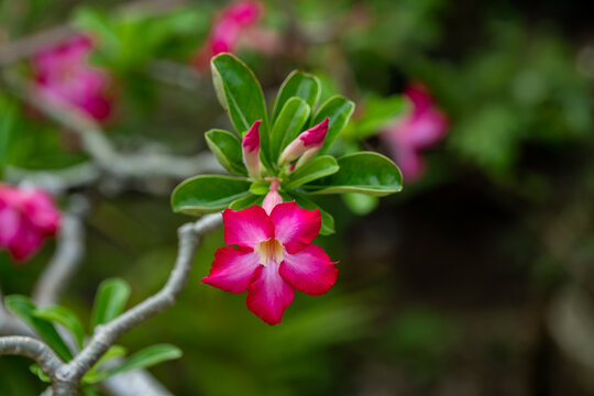 Adenium flower, pink impala lily, adenium tropical, Tropical flower Pink Adenium and desert rose plant also known as kamboja jepang. pink flower as natural background