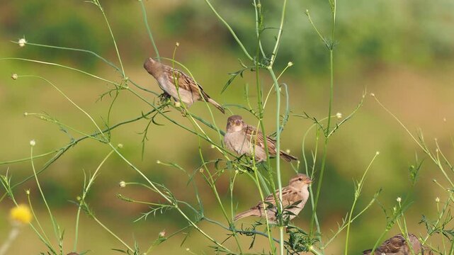 House sparrows (Passer domesticus) feeding on the buds and flowers of a cosmos plant