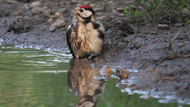 A juvenile great spotted woodpecker (Dendrocopos major) taking a bath in a small forest pond