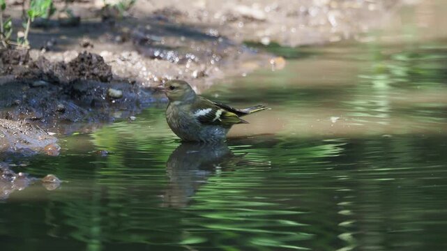 Female chaffinch (Fringilla coelebs) bathing in a puddle as another female and a hawfinch arrive to drink