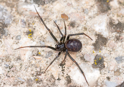 Close-Up of a False Widow Spider, Steatoda grossa on a Rough Surface