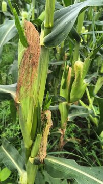 Fresh Corn Cob on Maize Plant, Green Corn Crop in Agricultural Field, Organic Sweet Corn Growing Naturally Close Up