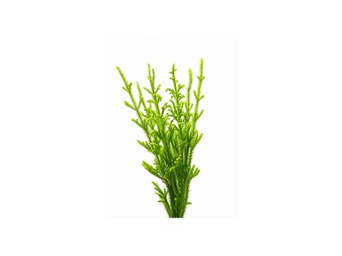 Staghorn Clubmoss
