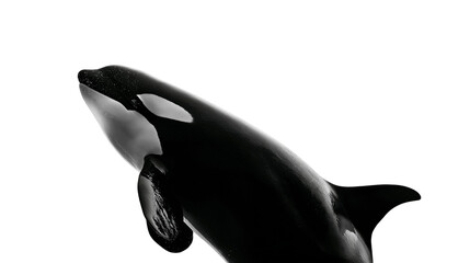 Orca whale breaching, black and white © Natalia