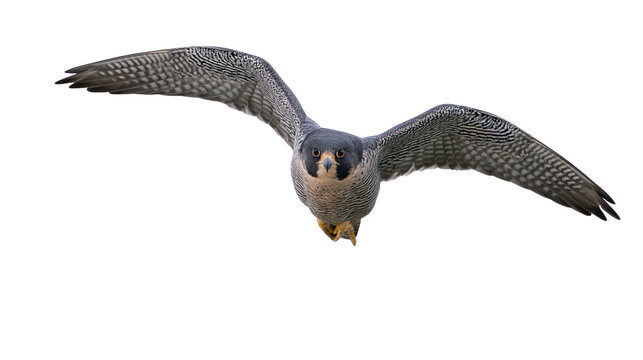 Peregrine falcon in flight wings spread, front view
