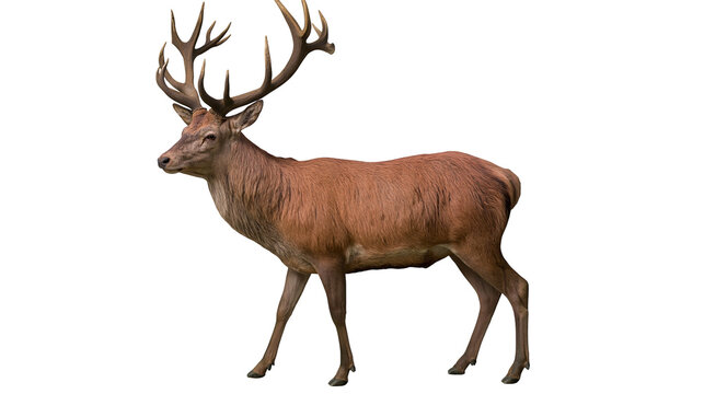 Majestic red deer stag with large antlers standing