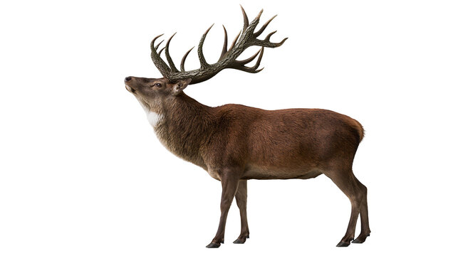 Majestic red deer stag with large antlers looking up