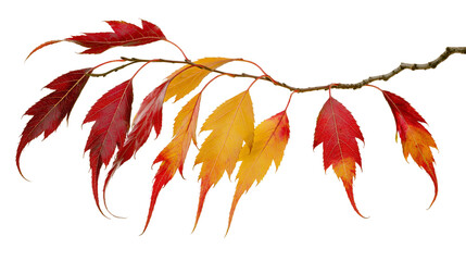 Autumn maple branch with red and yellow leaves © Natalia