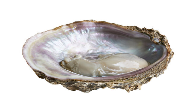 Fresh oyster with iridescent shell and creamy flesh