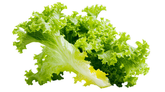 Fresh green curly lettuce leaves with yellow stem