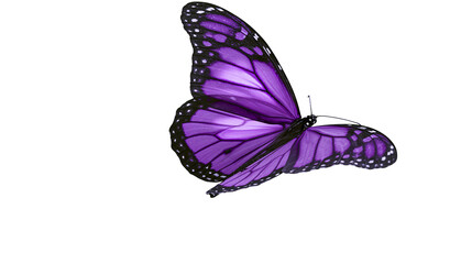 Vibrant purple butterfly with black markings © Natalia
