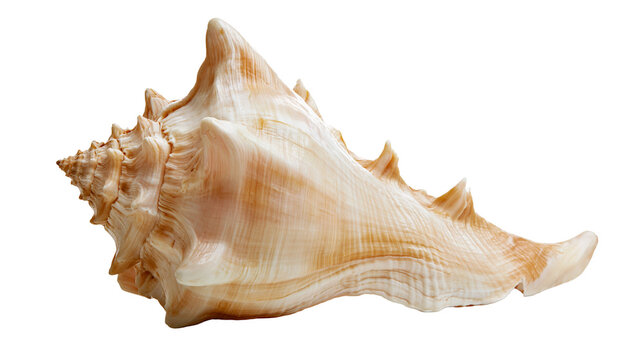 Large spiky seashell with orange and white stripes
