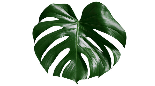 Monstera Deliciosa leaf with fenestrations and veins