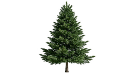 Green coniferous tree with dense branches and a brown trunk © Natalia