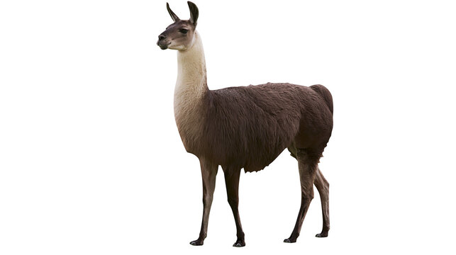 Brown Llama with White Neck Standing