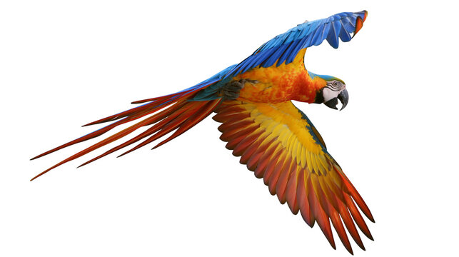 Blue and yellow macaw parrot in flight with spread wings