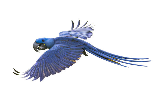 Hyacinth Macaw parrot flying with spread wings
