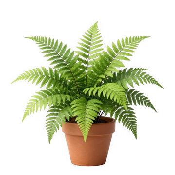 Green fern plant in a terracotta pot