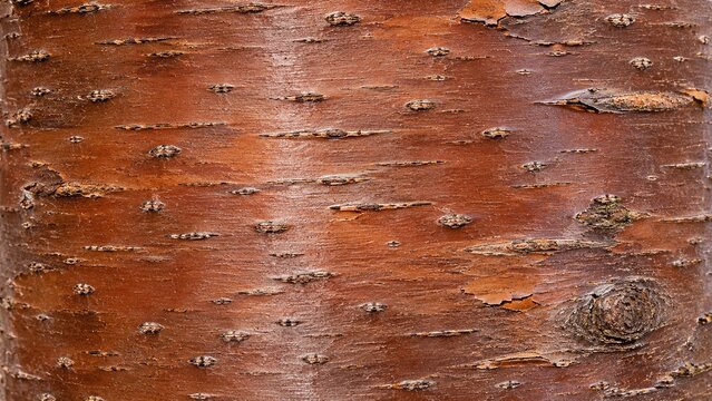 桜の樹皮テクスチャ 赤茶色に横筋と皮目が走る木肌