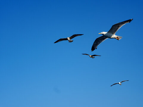 Three seagulls flying together against a clear deep blue sky