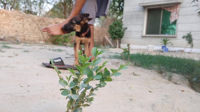 German Shepherd puppy playing outdoors. Young dog standing in a backyard garden. Playful pet animal near green plants and residential house.