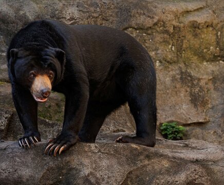 Malayan sun bear Helarctos malayanus standing on rocky terrain at Taronga Zoo Sydney, Australia, looking directly toward the camera.