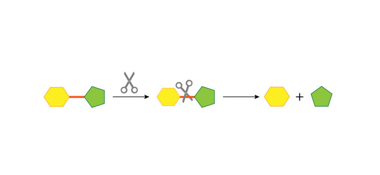 Sucrose digestion. Carbohydrates Digestion. Sucrase Enzymes catalyze disaccharide sucrose molecule to glucose and fructose. Glucose Sugar Formation. Scientific Diagram. Vector Illustration.
