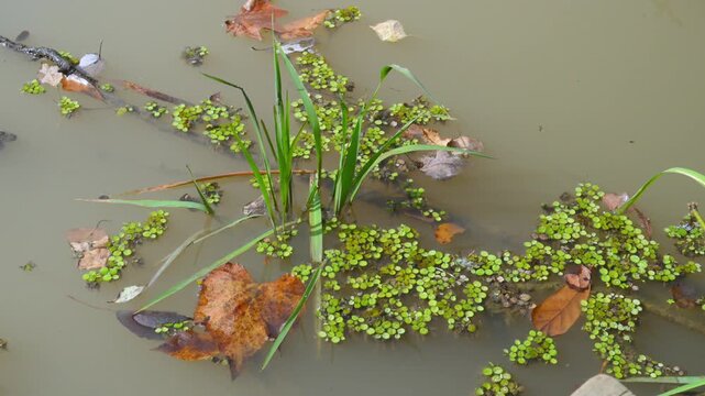 Louisiana, USA: the surface of stagnant water is densely covered by a mat of small free-floating aquatic plants known as duckweed (Lemna spp. or Spirodela polyrhiza).