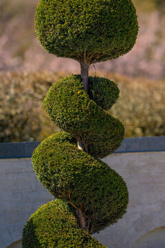 Spiral shaped topiary tree trimmed in decorative garden design.