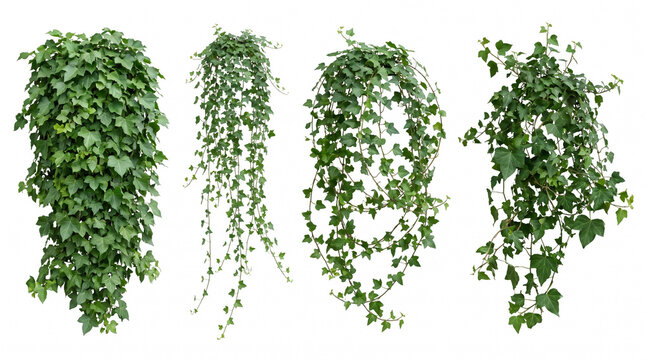 Collection of four lush green english ivy plants with cascading trailing vines