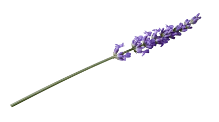 Fotobehang Lavendel Purple lavender flower spike with green stem  © Maria