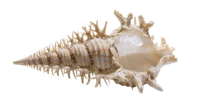 Spiky spiral seashell with textured ridges and flared opening