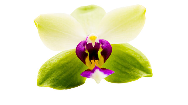 Orchid flower with yellow petals and purple center