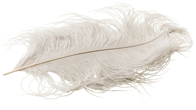 Ostrich feather soft fluffy white delicate, light