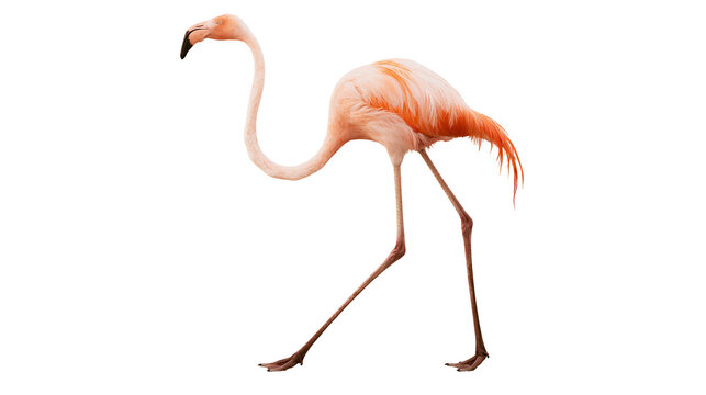 Pink flamingo bird with long legs and neck